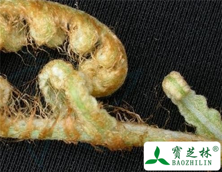 狗脊的功效与作用及食用方法图片