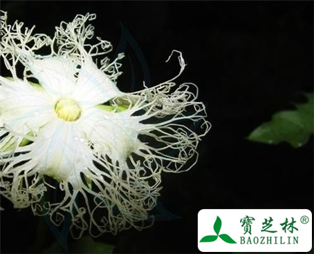 瓜蒌的功效与作用及食用方法图片