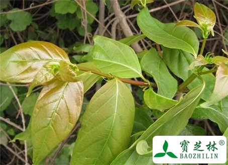 钩藤的功效与作用及食用方法图片