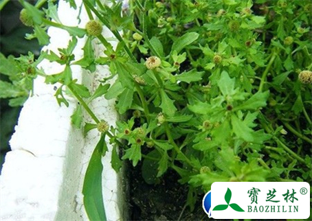鹅不食草的功效与作用及食用方法图片