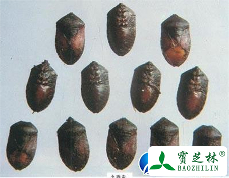 九香虫的功效与作用及食用方法图片