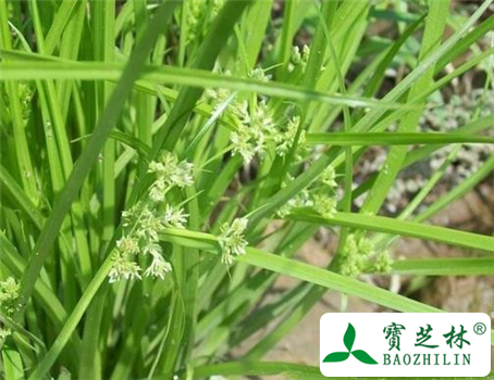荆三棱的功效与作用及食用方法图片