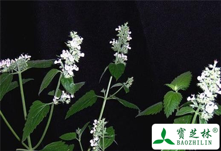 荆芥的功效与作用及食用方法图片