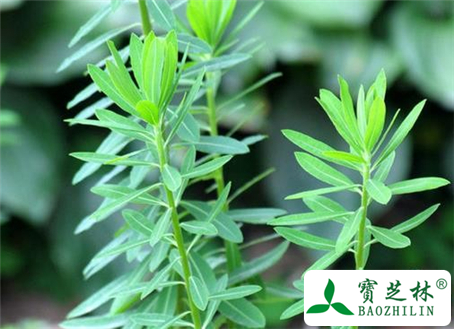 京大戟的功效与作用及食用方法图片