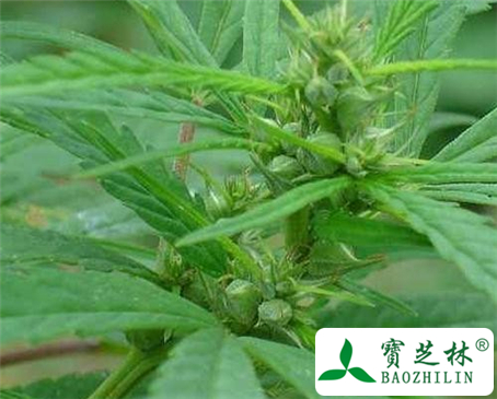 火麻仁的功效与作用及食用方法图片