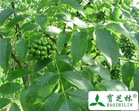 黄柏的功效与作用及食用方法图片