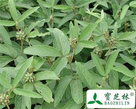 大苞叶千斤拔的功效与作用及食用方法图片