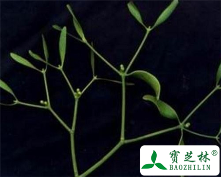 槲寄生的功效与作用及食用方法图片