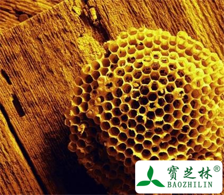 露蜂房的功效与作用及食用方法图片