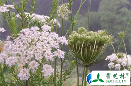 南鹤虱的功效与作用及食用方法图片
