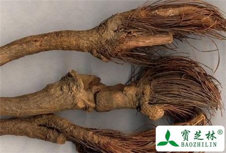 漏芦的功效与作用及食用方法图片