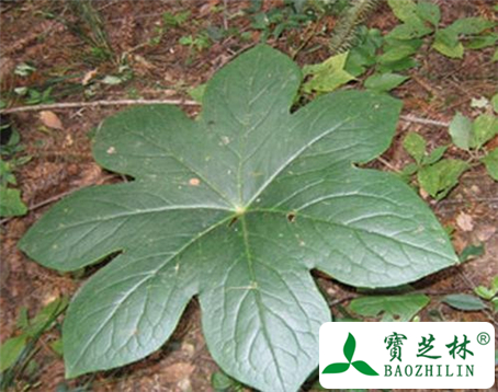 八角莲的功效与作用及食用方法图片