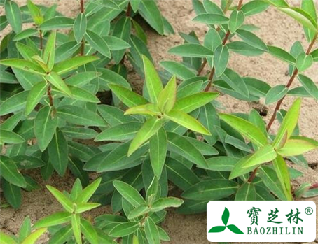 大狼毒的功效与作用及食用方法图片