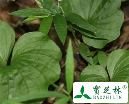 青天葵的功效与作用及食用方法图片