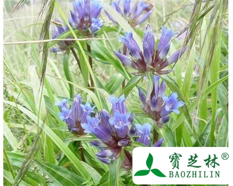 秦艽的功效与作用及食用方法图片