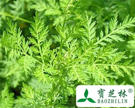 青蒿的功效与作用及食用方法图片