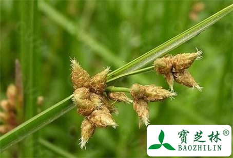 三棱草的功效与作用及食用方法图片