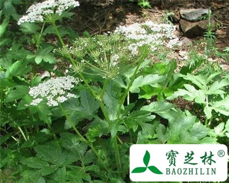 羌活的功效与作用及食用方法图片