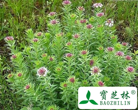瑞香狼毒的功效与作用及食用方法图片