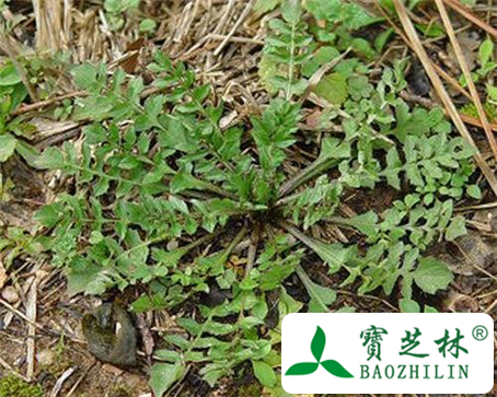 荠菜的功效与作用及食用方法图片
