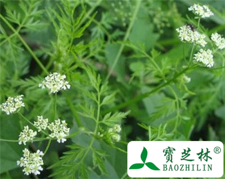 前胡的功效与作用及食用方法图片
