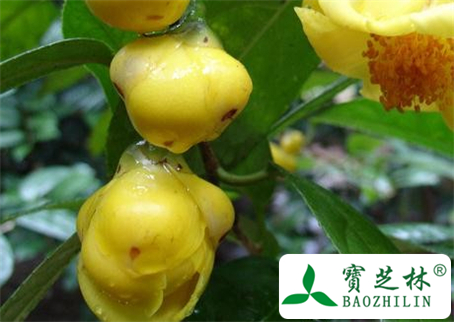 人参果的功效与作用及食用方法图片