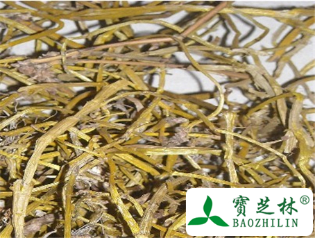 伸筋草的功效与作用及食用方法图片