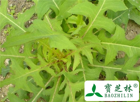 山苦菜的功效与作用及食用方法图片