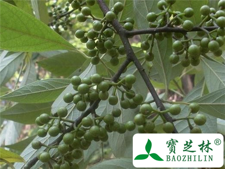 山胡椒的功效与作用及食用方法图片