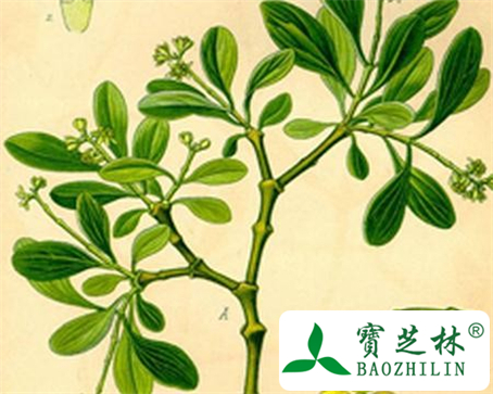 桑寄生的功效与作用及食用方法图片