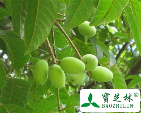 青果的功效与作用及食用方法图片