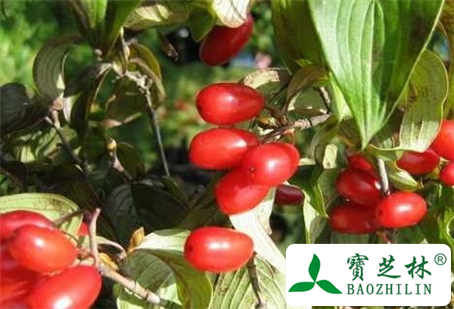 山茱萸的功效与作用及食用方法图片