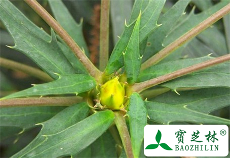 细叶十大功劳的功效与作用及食用方法图片