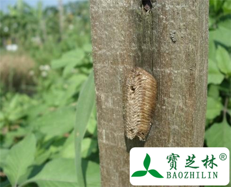 螳螂及桑螵蛸的功效与作用及食用方法图片
