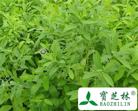 檀香的功效与作用及食用方法图片