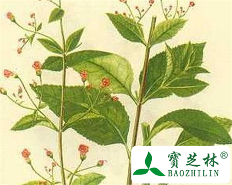 玄参的功效与作用及食用方法图片