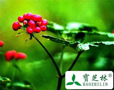 太子参的功效与作用及食用方法图片
