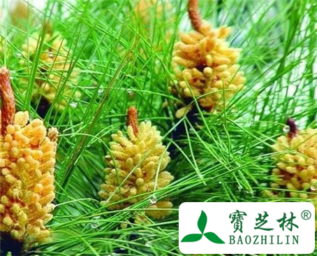 松花粉的功效与作用及食用方法图片