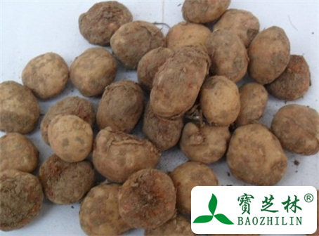 天南星的功效与作用及食用方法图片