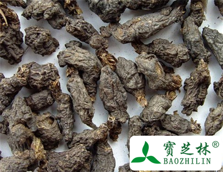 天葵子的功效与作用及食用方法图片