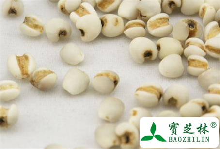 薏苡仁的功效与作用及食用方法图片
