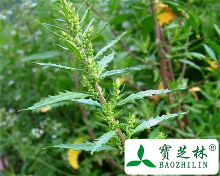 土荆芥的功效与作用及食用方法图片