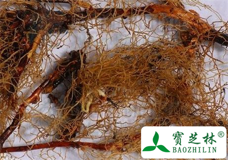 淫羊藿的功效与作用及食用方法图片