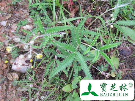 翻白草的功效与作用及食用方法图片