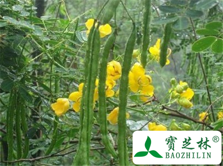 山扁豆的功效与作用及食用方法图片