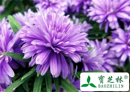 紫菀的功效与作用及食用方法图片