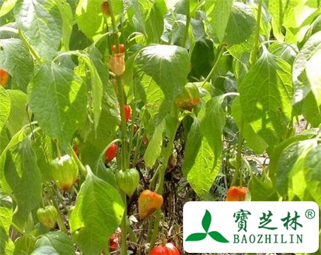 酸浆的功效与作用及食用方法图片