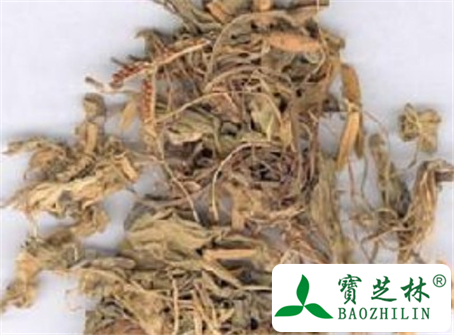 紫花地丁的功效与作用及食用方法图片