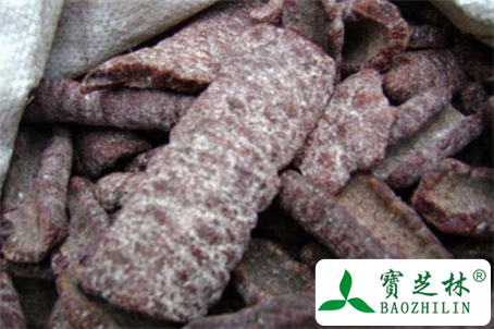 紫草茸及紫胶虫的功效与作用及食用方法图片