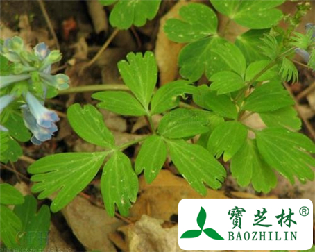 延胡索的功效与作用及食用方法图片